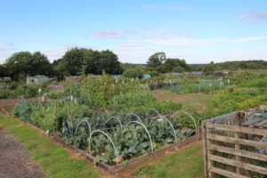 Barwick Allotments