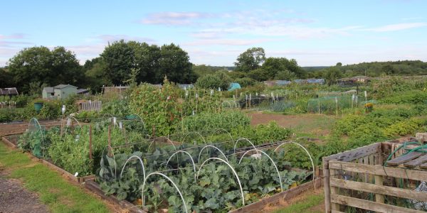 Barwick Allotments Barwick Allotments